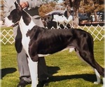 Small Photo #1 Great Dane Puppy For Sale in ANAHEIM, CA, USA