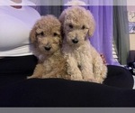Small Photo #34 Double Doodle Puppy For Sale in TALLAHASSEE, FL, USA