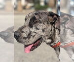 Small #3 Great Dane