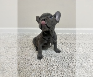 French Bulldog Puppy for sale in CHARLESTON, SC, USA