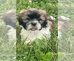 Shih Apso Puppy for sale in CANOGA, NY, USA