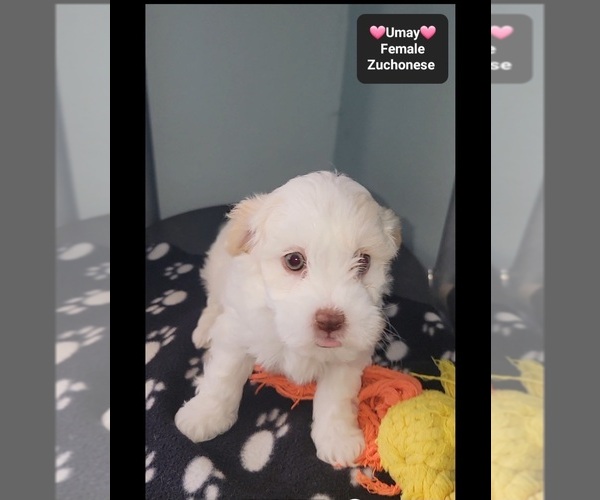 Medium Photo #2 Havanese-Zuchon Mix Puppy For Sale in TUCSON, AZ, USA
