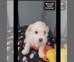 Small #1 Havanese-Zuchon Mix
