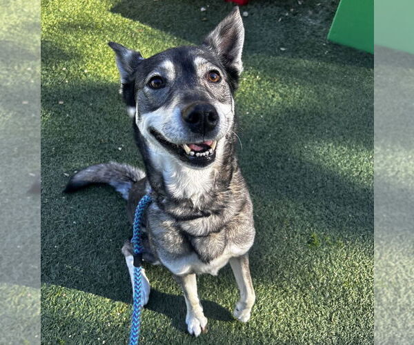 Medium Photo #3 Siberian Husky Puppy For Sale in Salinas, CA, USA