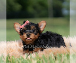 Small Photo #72 Yorkshire Terrier Puppy For Sale in WARSAW, IN, USA