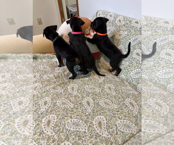 Medium Photo #2 American Staffordshire Terrier-Unknown Mix Puppy For Sale in Holly Springs, NC, USA