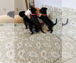 Small Photo #2 American Staffordshire Terrier-Unknown Mix Puppy For Sale in Holly Springs, NC, USA