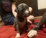 Puppy Puppy 4 American Pit Bull Terrier