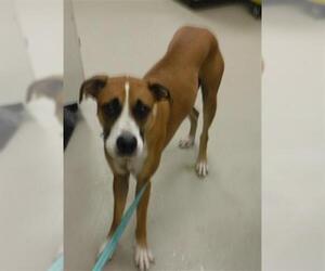 Boxer-Unknown Mix Dogs for adoption in Sanford, FL, USA