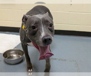 Mutt Dogs for adoption in Denver, CO, USA