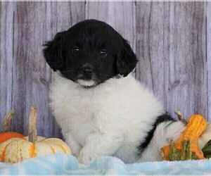 Border-Aussie-Poodle (Standard) Mix Puppy for sale in FREDERICKSBG, OH, USA