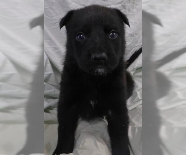 Medium Photo #1 Labrador Retriever-Unknown Mix Puppy For Sale in Thief River Falls, MN, USA