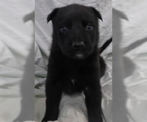 Labrador Retriever-Unknown Mix Dogs for adoption in Thief River Falls, MN, USA