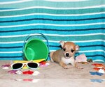 Puppy Digby Chihuahua