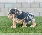 Small Photo #16 English Bulldog Puppy For Sale in CHICAGO, IL, USA