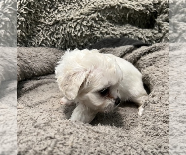 Medium Photo #4 Zuchon Puppy For Sale in RENO, NV, USA