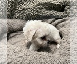 Small Photo #4 Zuchon Puppy For Sale in RENO, NV, USA