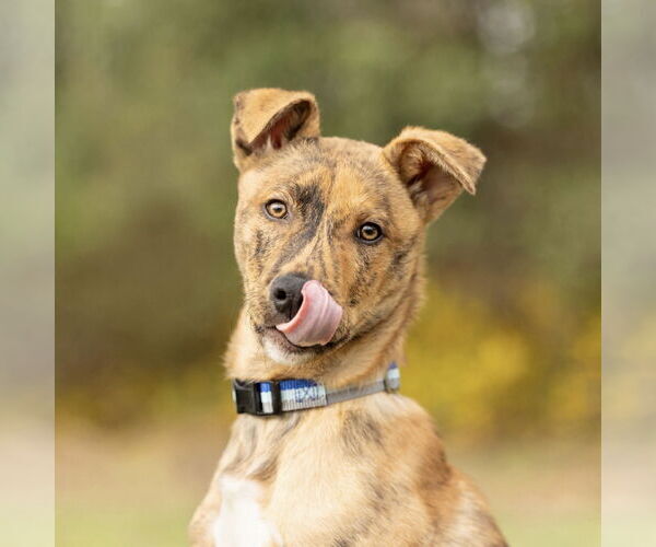 Medium Photo #9 German Shepherd Dog-Unknown Mix Puppy For Sale in Spring Lake, NC, USA