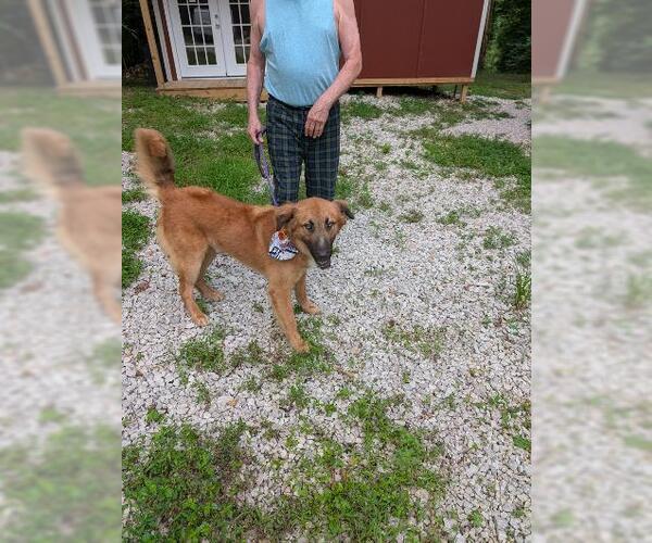 Medium Photo #5 Retriever -Unknown Mix Puppy For Sale in Frenchburg, KY, USA