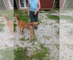 Small #4 Retriever  Mix