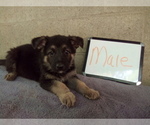 Small #5 German Shepherd Dog