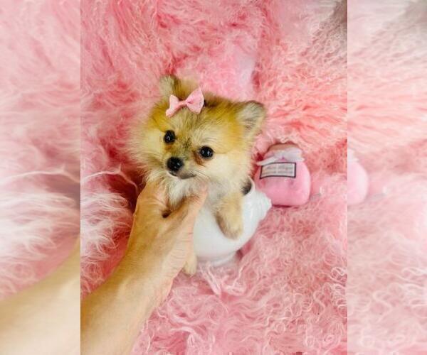 Medium Photo #10 Pomeranian Puppy For Sale in BOSTON, MA, USA