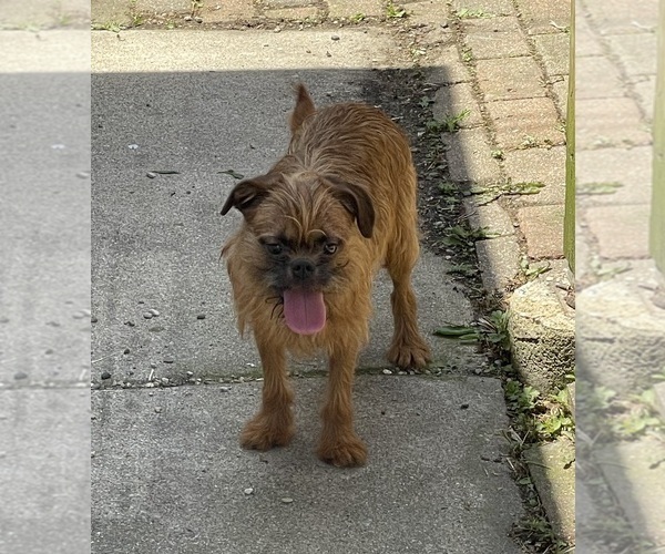 Medium Photo #3 Brussels Griffon Puppy For Sale in CHICAGO, IL, USA
