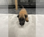 Small Photo #83 Belgian Malinois Puppy For Sale in REESEVILLE, WI, USA