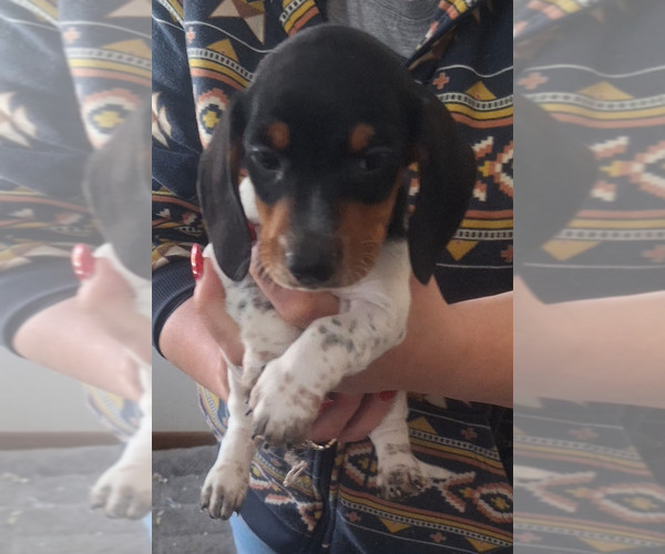 Medium Photo #4 Dachshund Puppy For Sale in DALTON, MN, USA