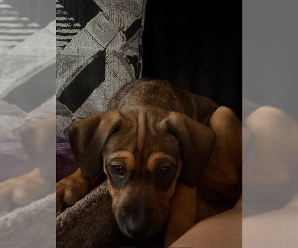 Medium Photo #3 Mutt Puppy For Sale in Plainfield, IL, USA