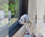 Small Photo #2 Dalmatian Puppy For Sale in SILVER LAKE, NY, USA