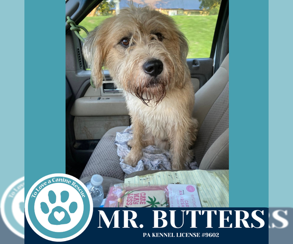 Medium Photo #4 Mutt Puppy For Sale in Kimberton, PA, USA