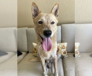 Mutt Dogs for adoption in Garden City, NY, USA