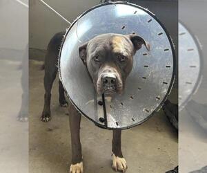 Mutt Dogs for adoption in Camarillo, CA, USA