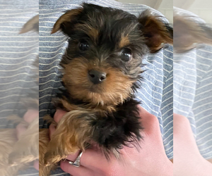 Yorkshire Terrier Puppy for sale in ARDEN HILLS, MN, USA
