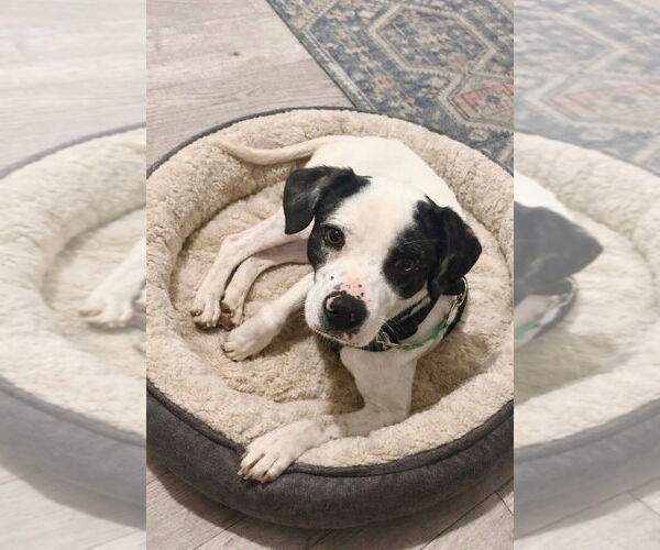 Medium Photo #3 Mutt Puppy For Sale in Mundelein, IL, USA