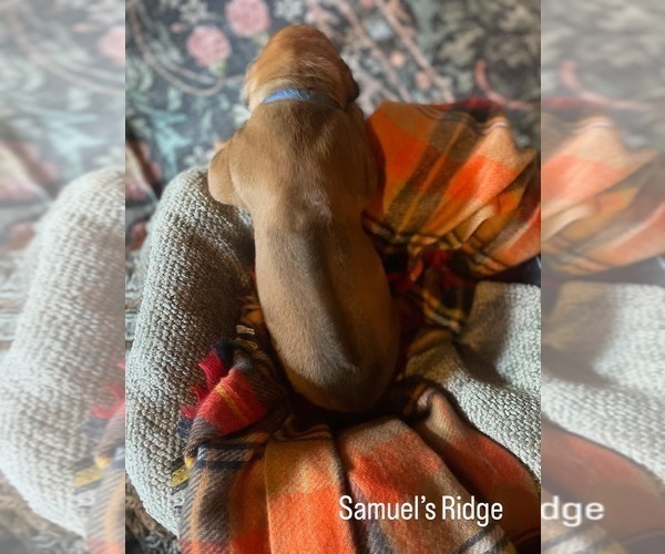 Medium Photo #2 Rhodesian Ridgeback Puppy For Sale in BOISE, ID, USA