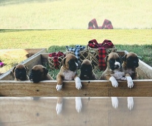 Boxer Litter for sale in BELLE PLAINE, KS, USA