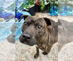 Small #6 American Staffordshire Terrier Mix