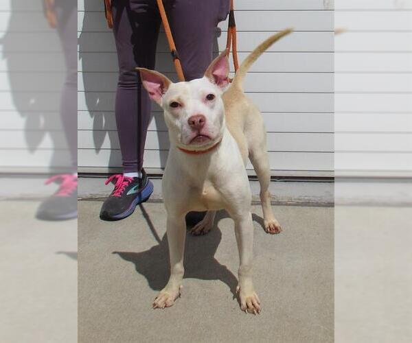 Medium Photo #1 American Pit Bull Terrier Puppy For Sale in Louisville, KY, USA