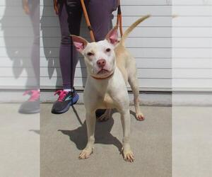 American Pit Bull Terrier Dogs for adoption in Louisville, KY, USA