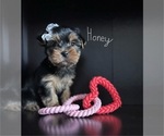 Puppy Honey Yorkshire Terrier