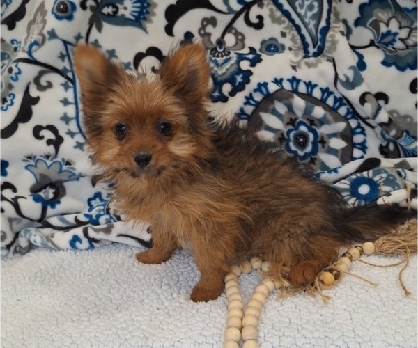 Medium Photo #1 Yoranian Puppy For Sale in ELKTON, KY, USA