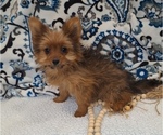 Puppy 2 Yoranian