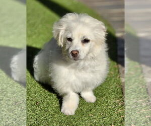Poodle (Miniature)-Unknown Mix Dogs for adoption in Mission Viejo, CA, USA