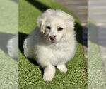 Small Poodle (Miniature) Mix