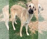 Small #1 German Shepherd Dog Mix