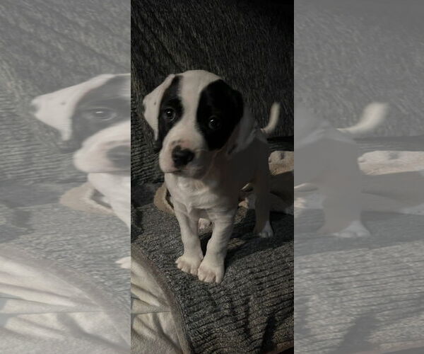 Medium Photo #2 Mutt Puppy For Sale in Germantown, OH, USA