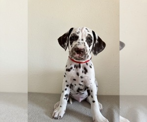 Dalmatian Puppy for sale in DENVER, CO, USA