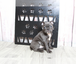 Faux Frenchbo Bulldog Puppy for sale in MARIETTA, GA, USA